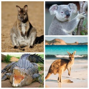 Read more about the article Discover the Fascinating Animals and Wildlife of Australia