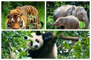 Read more about the article Promoting Conservation: How Cruisers Can Support Local Wildlife and Habitat Protection