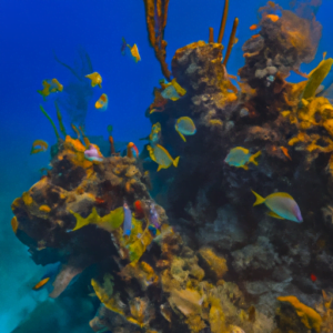 Read more about the article The Perfect 1 Day Itinerary Nassau Bahamas for Cruisers