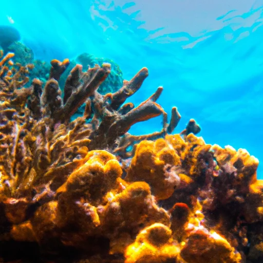 Read more about the article Is the Great Barrier Reef in Hawaii? Exploring the Natural Wonders of Coral Reef Hawaii’s Diverse Ecosystems
