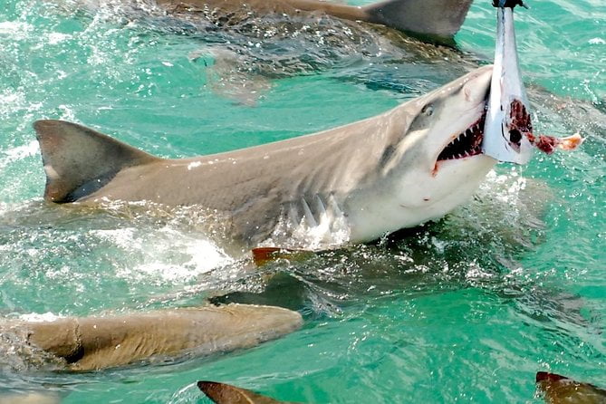The Shark and Wildlife Viewing Adventure in Key West Review