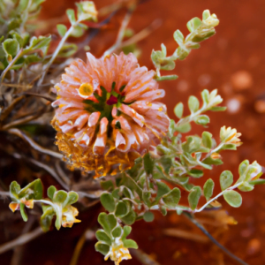 Read more about the article Why is the Centre of Australia red? Unveiling the Wonders of Australian Red Centre