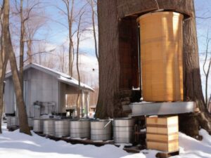Read more about the article How is maple syrup made step by step? Exploring the Maple Syrup Production Process