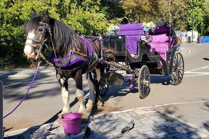 New York Horse Carriage Ride in Central Park Review | Home | AllAboardHub