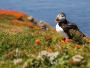Read more about the article What is Newfoundland best known for? Things to Do in Newfoundland: Puffin Spotting and More